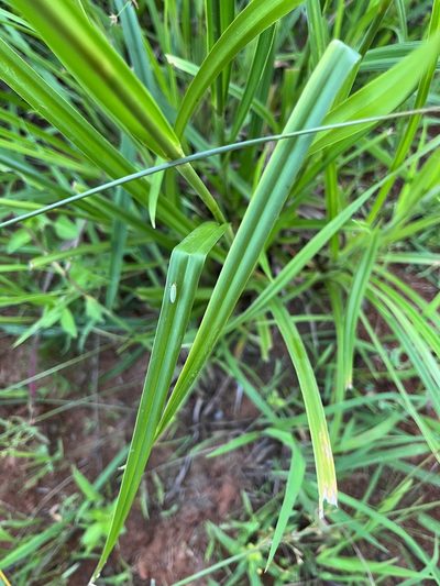 Scirpus georgianus, photographed by drnancyjackson