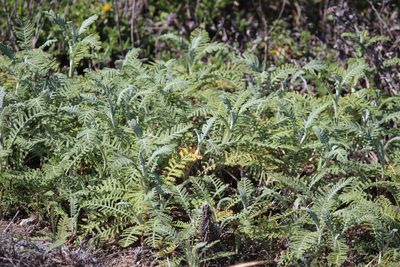 Tanacetum bipinnatum, photographed by Ashwin Srinivasan