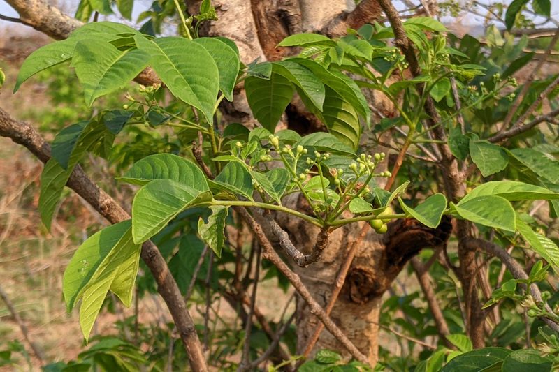 Cipadessa baccifera, photographed by Kristof Zyskowski