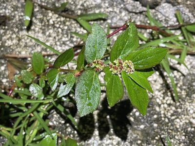 Euphorbia hirta, photographed by Luke Padon