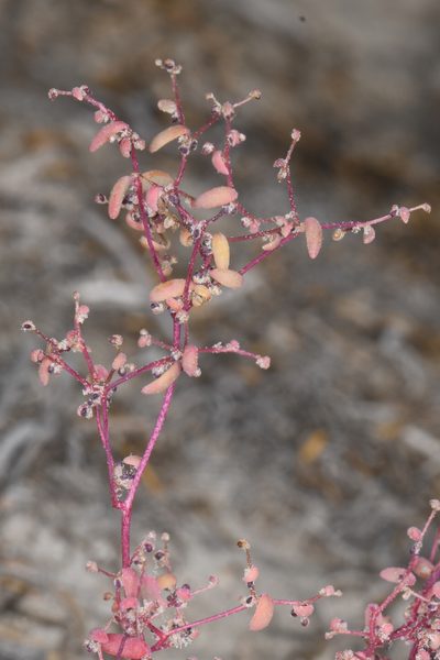 Micromonolepis pusilla, photographed by Trevor Van Loon