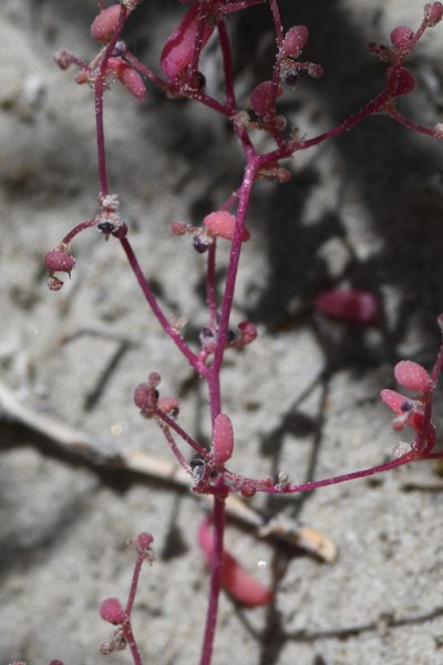 Micromonolepis pusilla, photographed by Trevor Van Loon