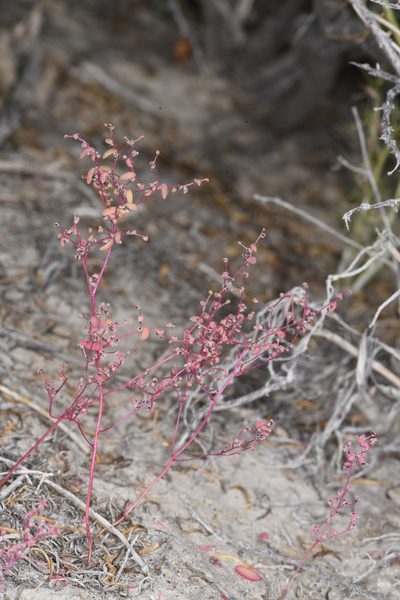 Micromonolepis pusilla, photographed by Trevor Van Loon