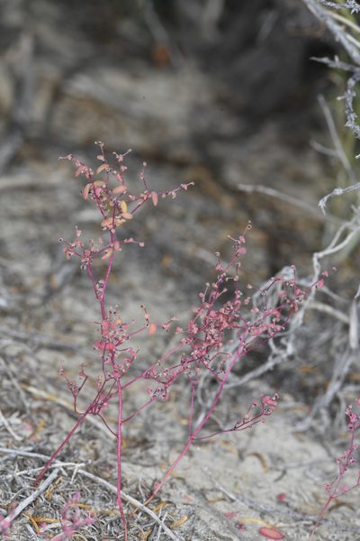 Micromonolepis pusilla, photographed by Trevor Van Loon