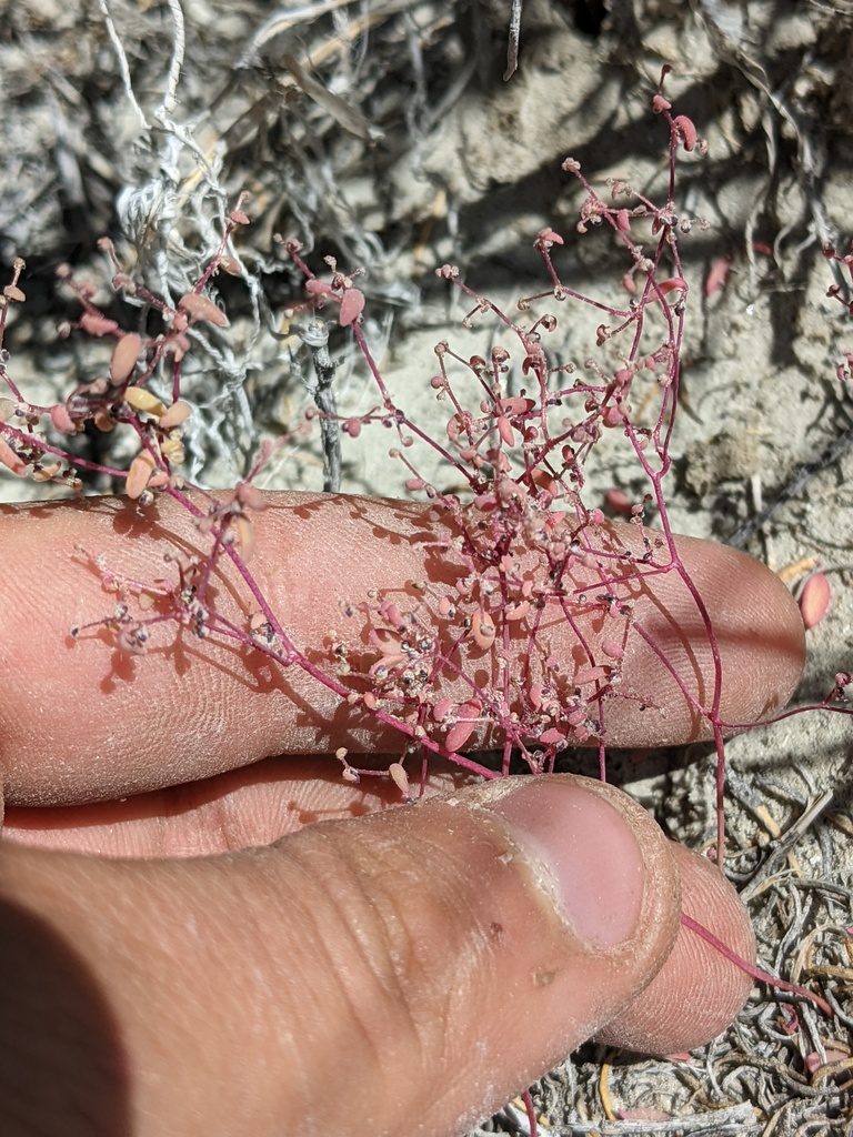 Micromonolepis pusilla, photographed by Trevor Van Loon