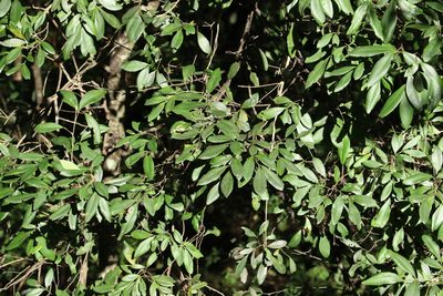 Guioa semiglauca, photographed by Greg Tasney