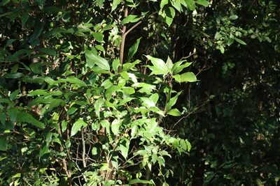 Mallotus philippensis, photographed by Greg Tasney