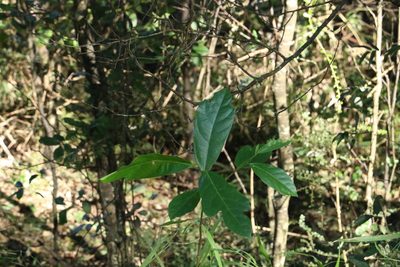 Ficus fraseri, photographed by Greg Tasney