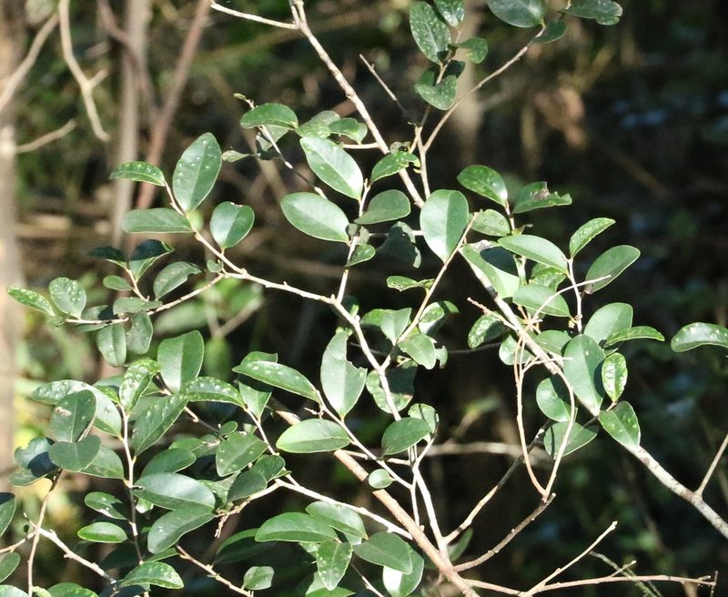 Diospyros geminata, photographed by Greg Tasney