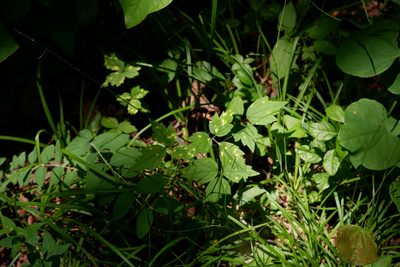 Clematis virginiana, photographed by Bonnie Semmling