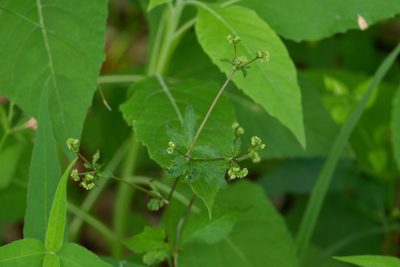 Sanicula canadensis, photographed by Bonnie Semmling