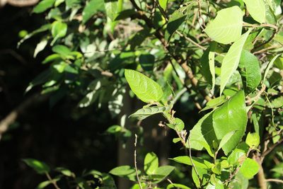 Ficus coronata, photographed by Greg Tasney