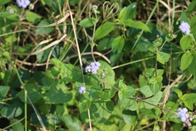 Ageratum houstonianum, photographed by Greg Tasney