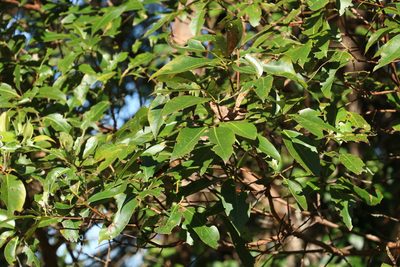 Lophostemon confertus, photographed by Greg Tasney