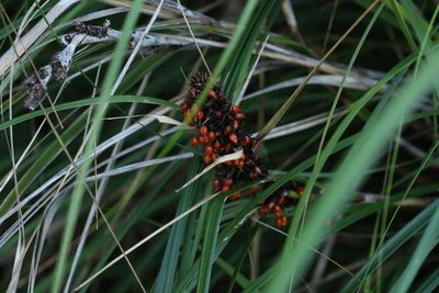 Gahnia aspera, photographed by Greg Tasney