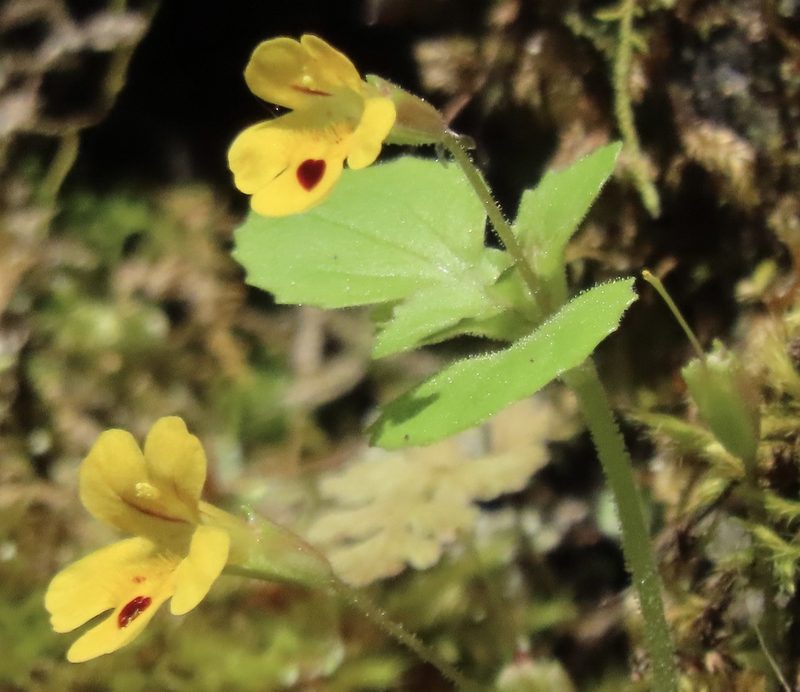 Erythranthe alsinoides, photographed by John Hibbard