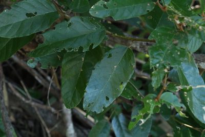 Alphitonia excelsa, photographed by Greg Tasney