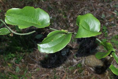 Smilax australis, photographed by Greg Tasney