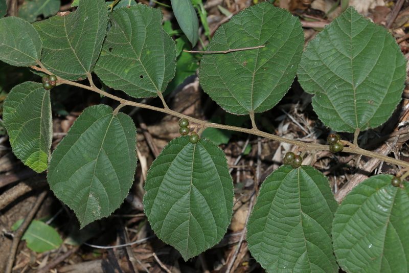 Grewia latifolia, photographed by Greg Tasney