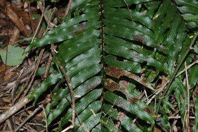Drynaria rigidula, photographed by Greg Tasney