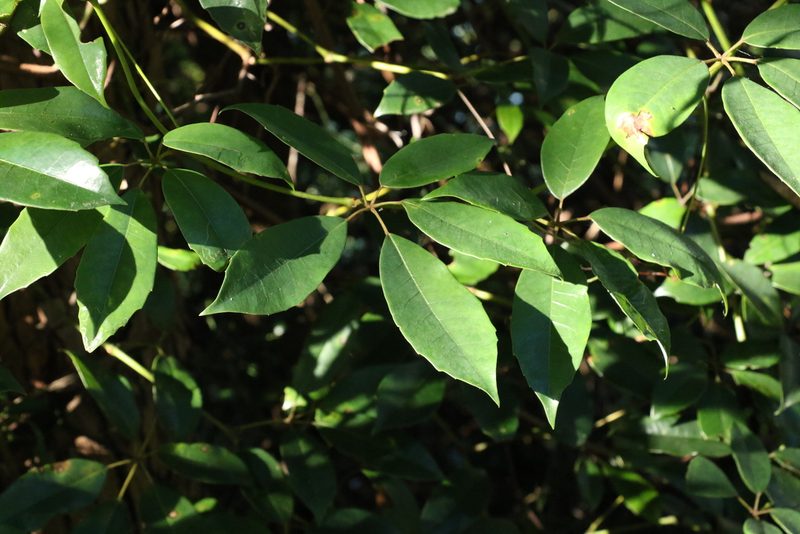 Apocissus hypoglauca, photographed by Greg Tasney