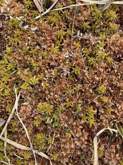 Sphagnum divinum, photographed by Dezene Huber