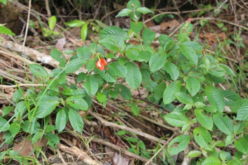 Mussaenda elegans, photographed by Viken