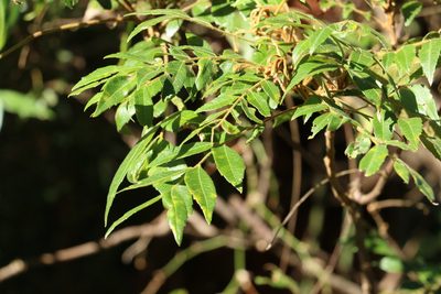 Jagera pseudorhus, photographed by Greg Tasney