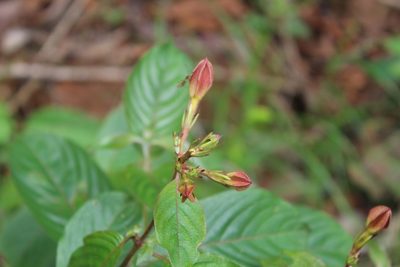 Mussaenda elegans, photographed by Viken