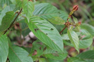 Mussaenda elegans, photographed by Viken