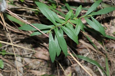 Wikstroemia indica, photographed by Greg Tasney