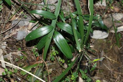 Geitonoplesium cymosum, photographed by Greg Tasney