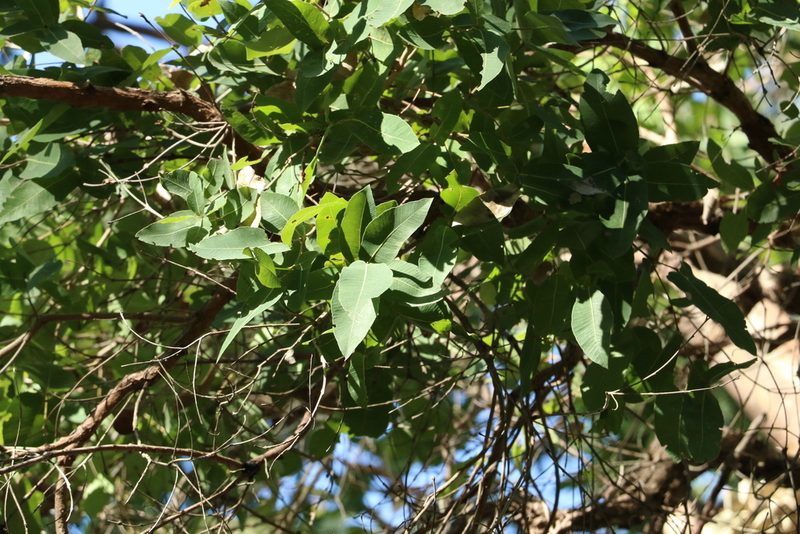 Angophora subvelutina, photographed by Greg Tasney