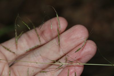 Capillipedium spicigerum, photographed by Greg Tasney