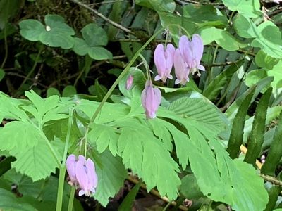 Dicentra formosa, photographed by John Hibbard