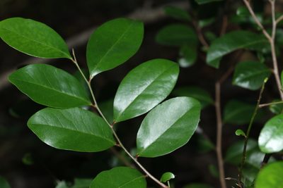 Diospyros geminata, photographed by Greg Tasney