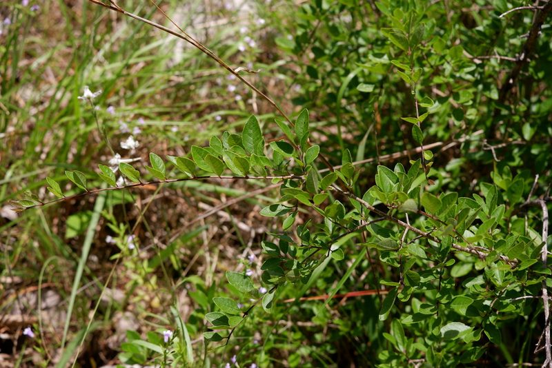 Forestiera ligustrina, photographed by Bonnie Semmling