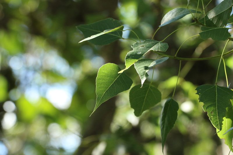 Brachychiton populneus, photographed by Greg Tasney