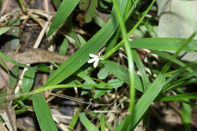 Lobelia purpurascens, photographed by Greg Tasney