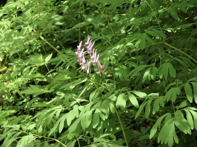 Corydalis scouleri