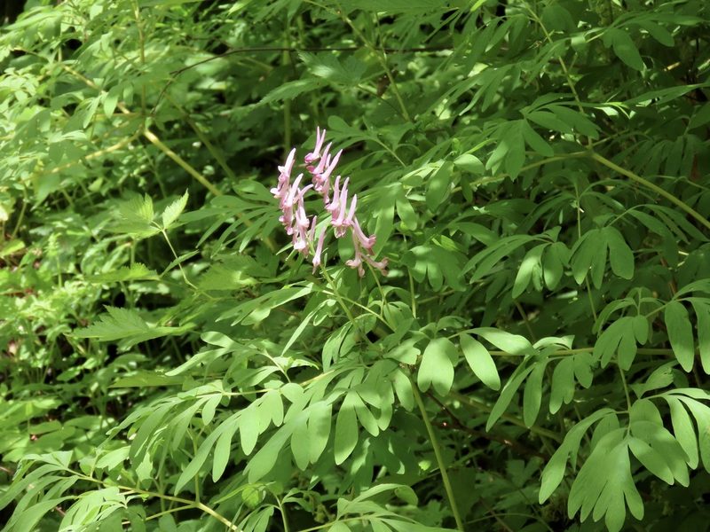 Corydalis scouleri, photographed by John Hibbard