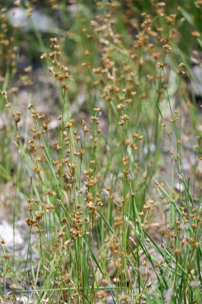 Juncus filipendulus, photographed by Bonnie Semmling