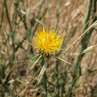 Centaurea solstitialis, photographed by Dominic Gentilcore
