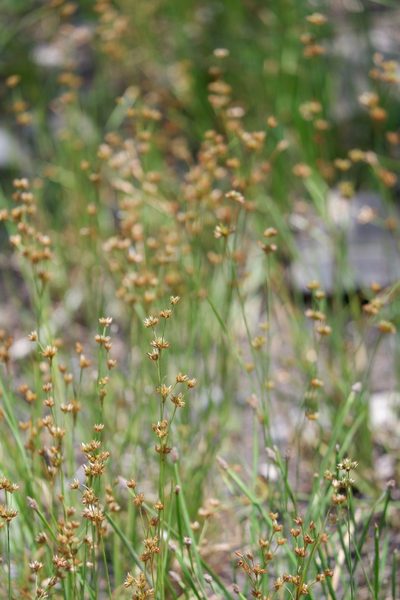 Juncus filipendulus, photographed by Bonnie Semmling