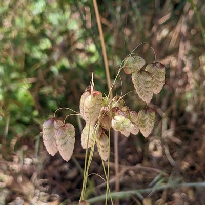 Briza maxima, photographed by Dominic Gentilcore