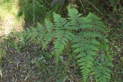 Pteridium esculentum, photographed by Greg Tasney