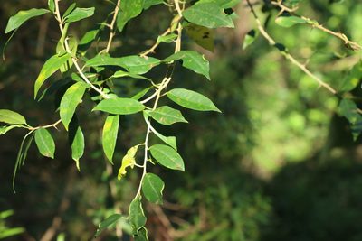 Maclura cochinchinensis, photographed by Greg Tasney