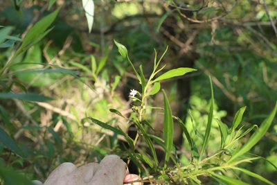 Myoporum acuminatum, photographed by Greg Tasney