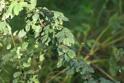 Breynia oblongifolia, photographed by Greg Tasney