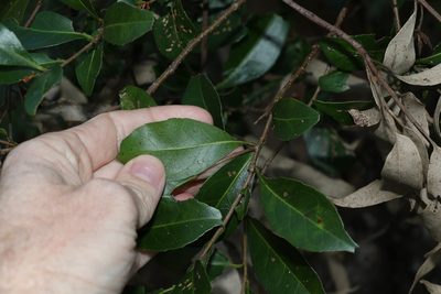 Elaeocarpus obovatus, photographed by Greg Tasney